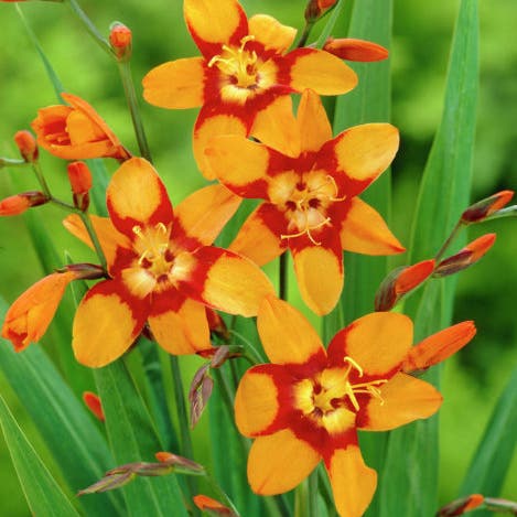 Emily McKenzie Crocosmia