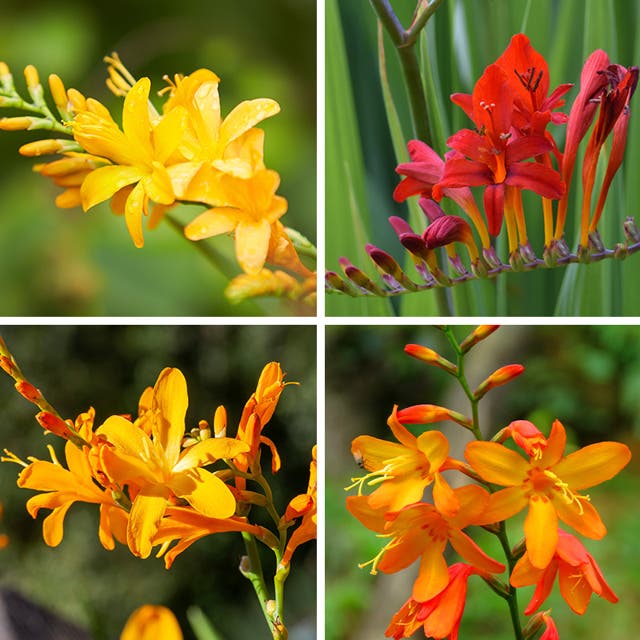 Crocosmia Mix