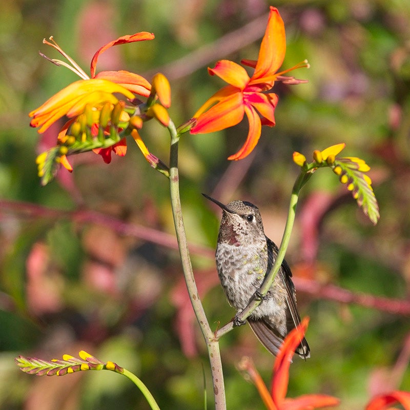 Crocosmia