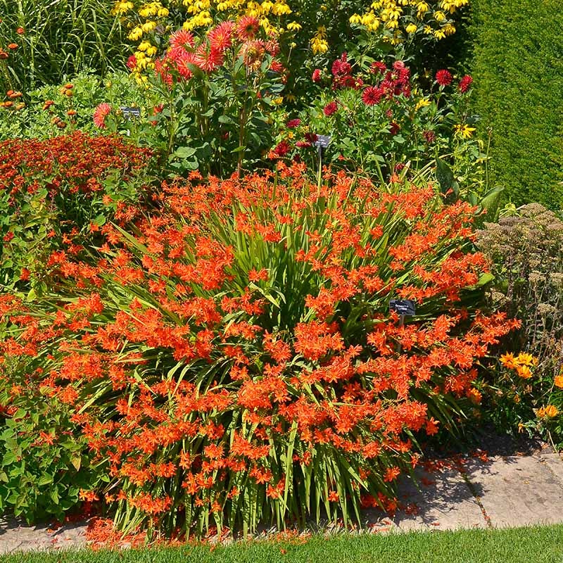 Crocosmia