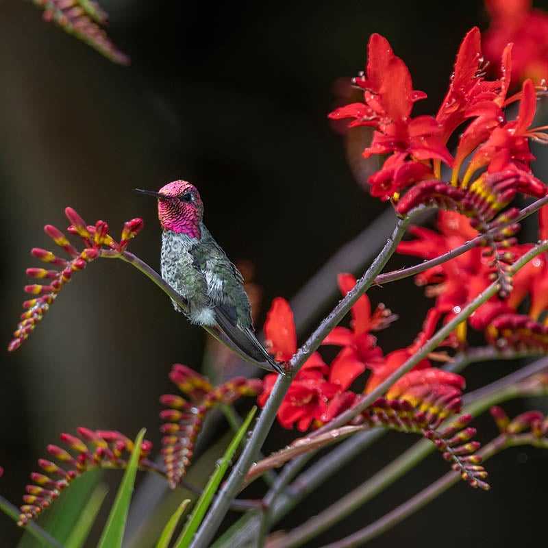 Crocosmia