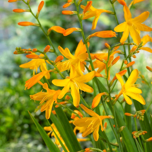 George Davidson Crocosmia