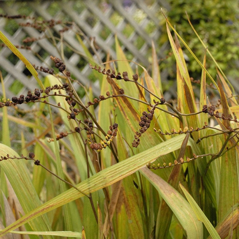 Crocosmia Lucifer Seed Heads Courtesy of Walter's Gardens Inc.