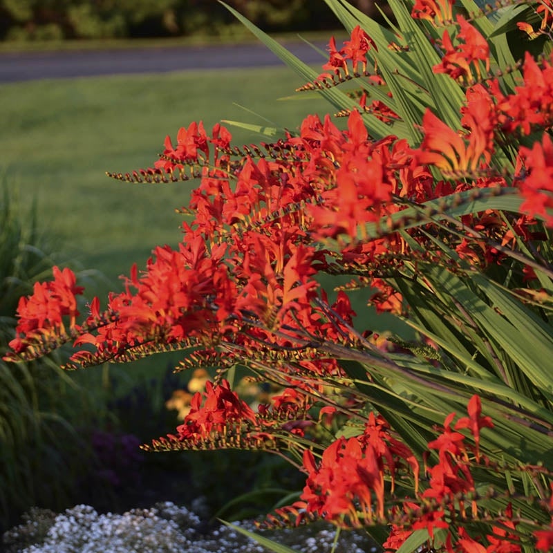 Crocosmia Lucifer at sunset Courtesy of Walter's Gardens Inc.