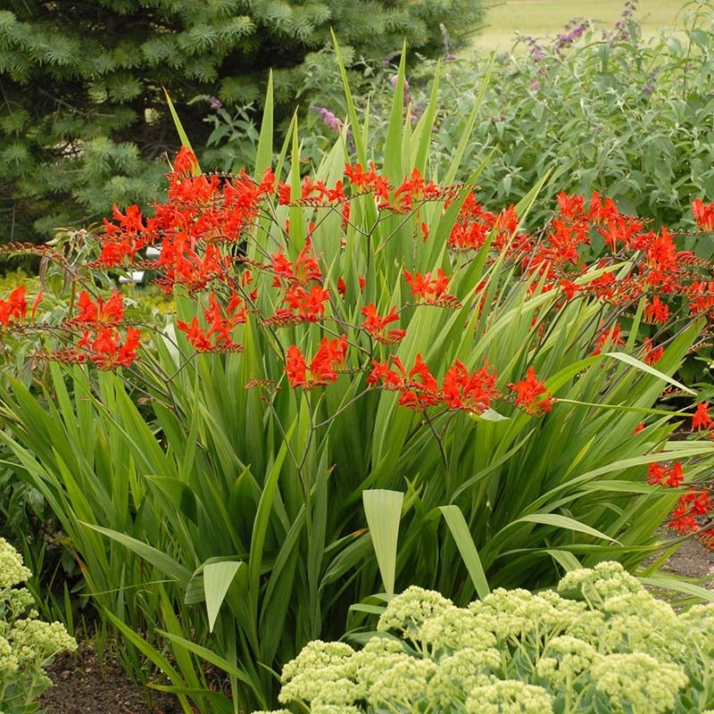 Crocosmia Lucifer Courtesy of Walter's Gardens Inc.