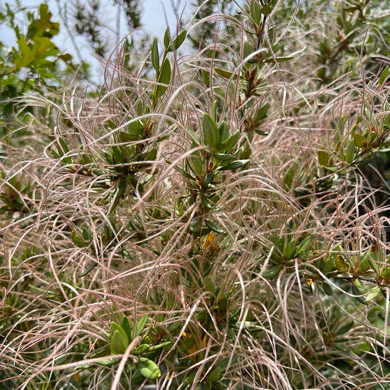 Curl Leaf Mountain Mahogany (Cercocarpus ledifolius)
