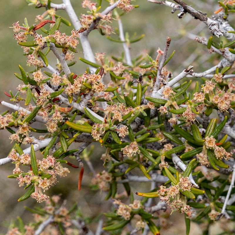 Curl Leaf Mountain Mahogany (Cercocarpus ledifolius)