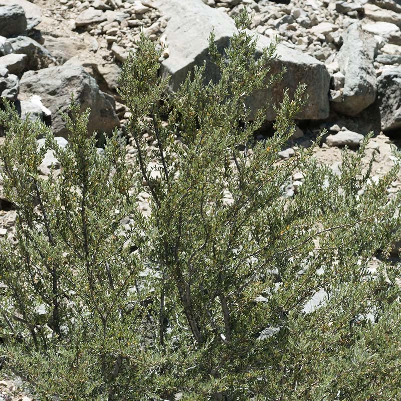 Curl Leaf Mountain Mahogany (Cercocarpus ledifolius)