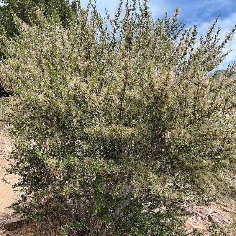 Curl Leaf Mountain Mahogany (Cercocarpus ledifolius)