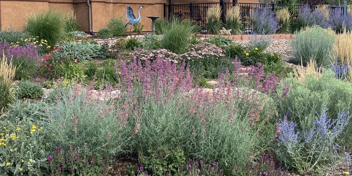 A customer garden with Agastache, Perovskia, Chrysothamnus, Salvia, Yarrow, and Ornamental Grasses