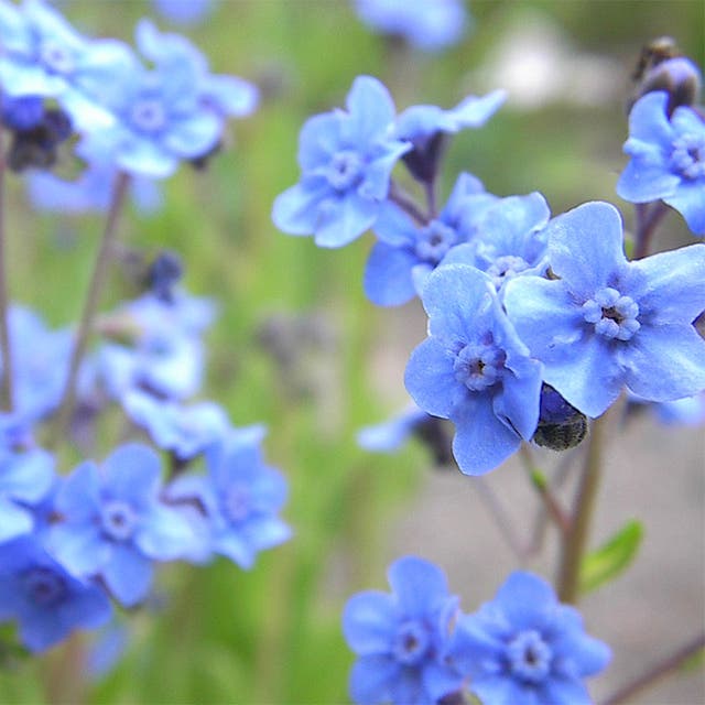 Chinese Forget Me Not Seeds