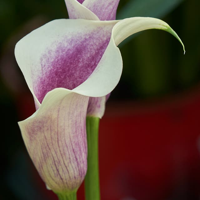 Da Vinci Calla Lily