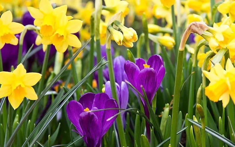 Daffodils & Other Deer Resistant Spring-Blooming Bulbs