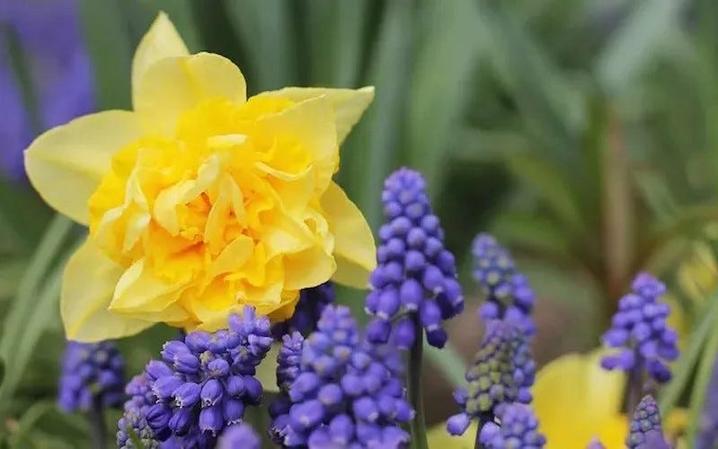 How To Grow Grape Hyacinth