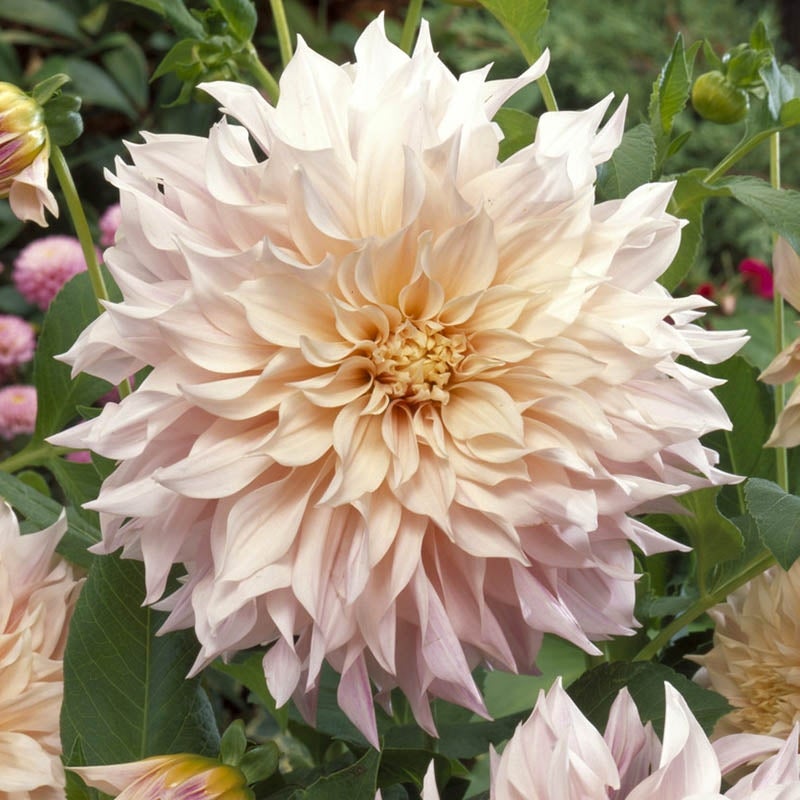 Café au Lait Dinnerplate Dahlia Flower