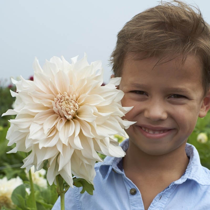 Café au Lait Dinnerplate Dahlia Flower With Boy 