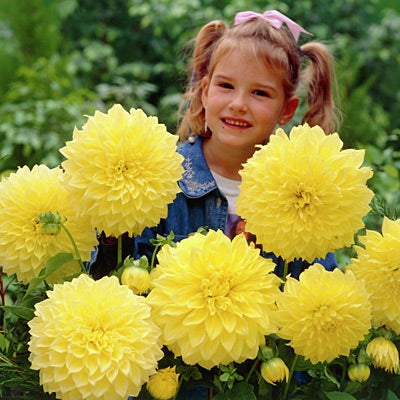 Yellow Dinnerplate Dahlia Kelvin Floodlight, Dahlia, Decorative Dinnerplate Dahlia