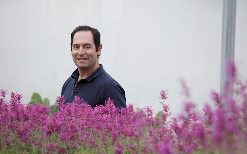 David and Agastache in the Greenhouse