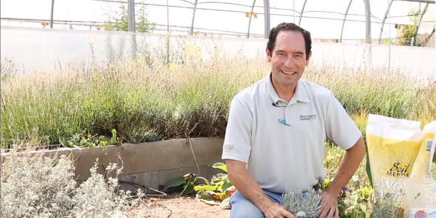 David in the Greenhouse