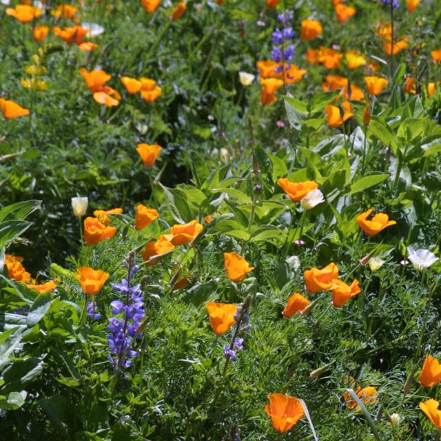 Deer Resistant Wildflower Seed Mix