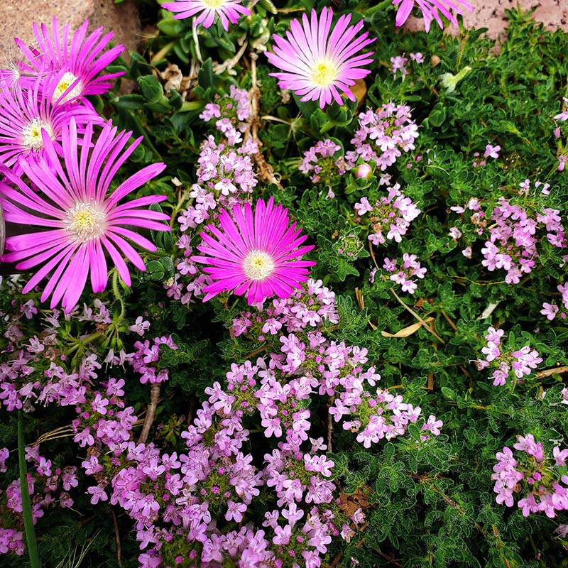 Pink Creeping Thyme, Thymus praecox ssp. arcticus Coccineus and Delosperma Cooperi