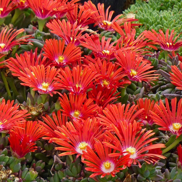 Red Mountain® Flame Ice Plant