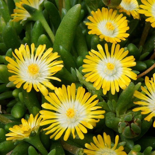 Jewel of Desert® Peridot Ice Plant