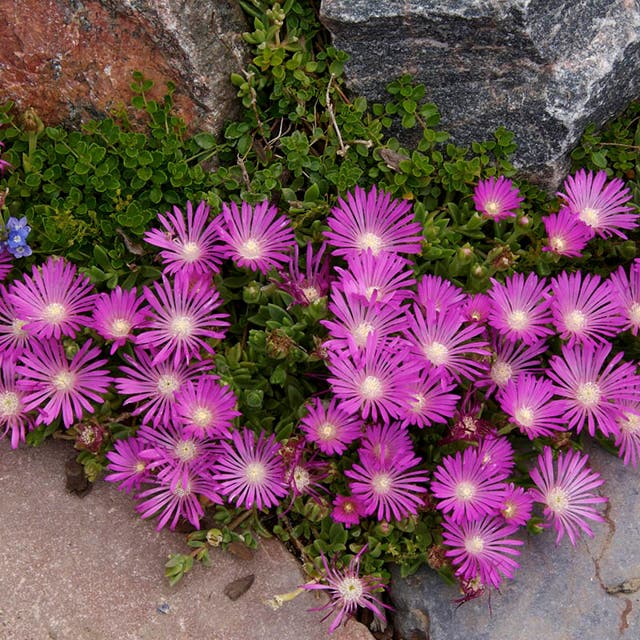 TABLE MOUNTAIN® Ice Plant