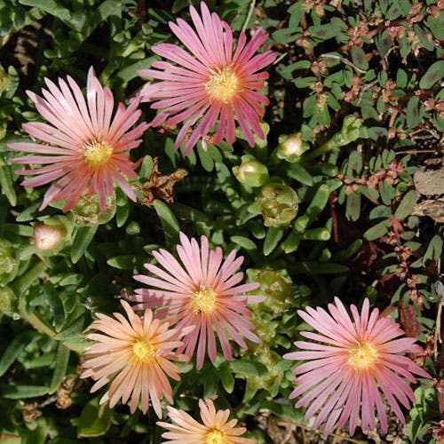 Mesa Verde® Ice Plant