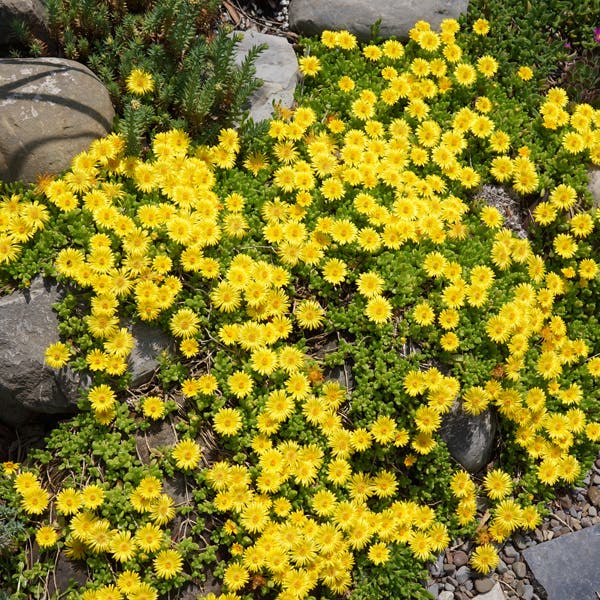 Hardy Yellow Ice Plant