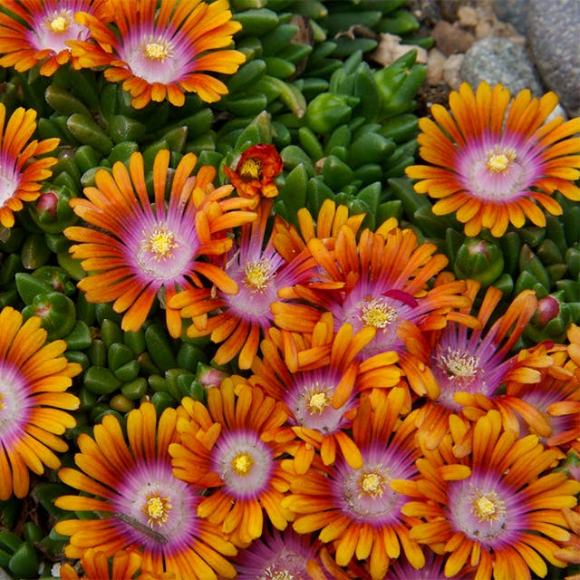 Fire Spinner® Ice Plant