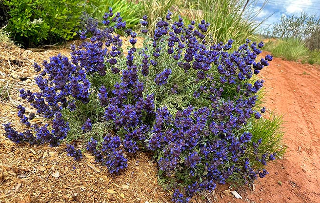 Desert Purple Salvia (Salvia dorrii 'Desert Purple Sage') Customer Photo