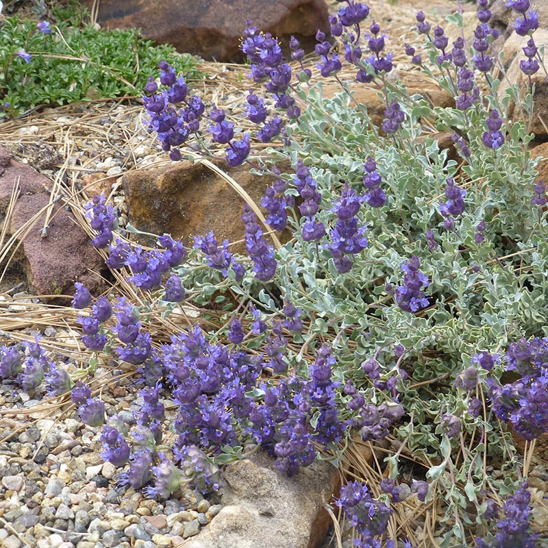 Desert Purple Salvia, Salvia dorrii 'Desert Purple Sage'