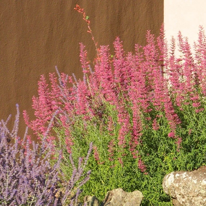 Desert Sunrise® Agastache (Agastache x Desert Sunrise®)