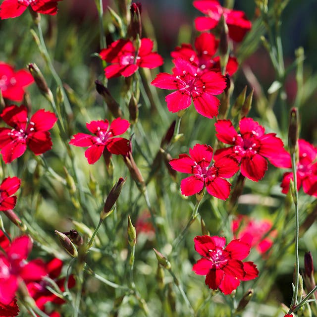 Flashing Lights Dianthus