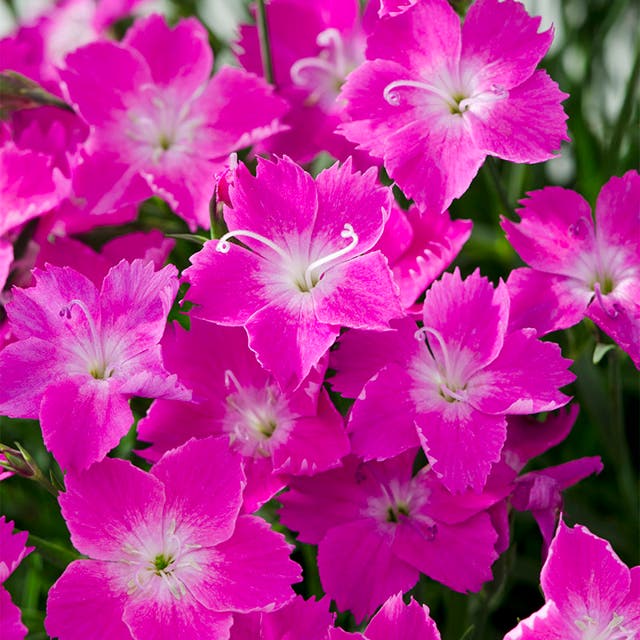 Kahori® Pink Dianthus