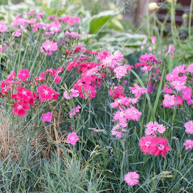 Spring Beauty Dianthus Mix