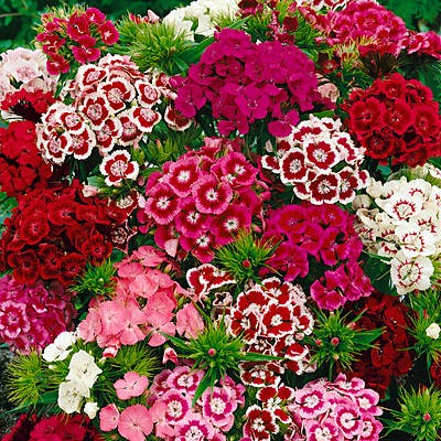 Sweet William Seeds (Dianthus)