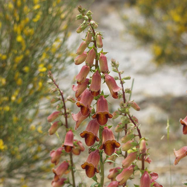 Sunset® Foxglove