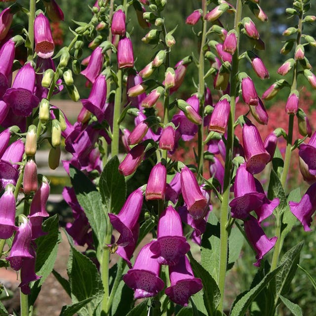 Spanish Peaks® Foxglove