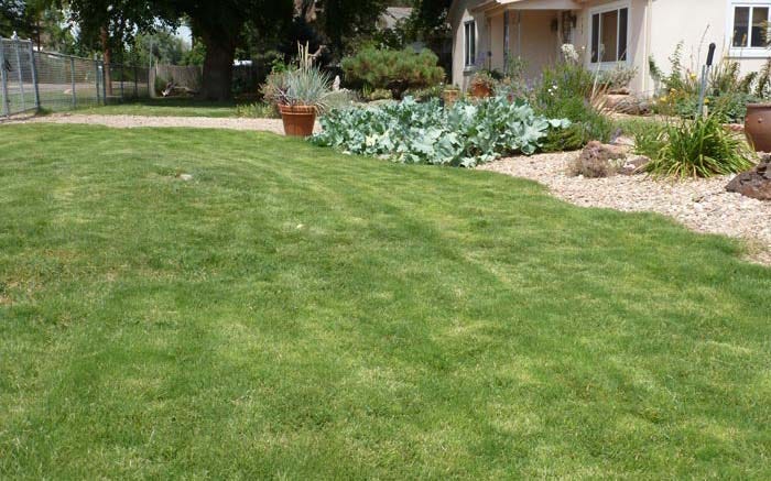 Dog Tuff, A Sustainable Lawn Solution