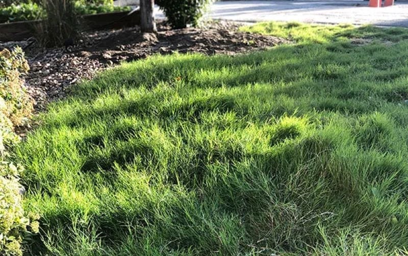 Before & After: Planting Dog Tuff Grass Plugs