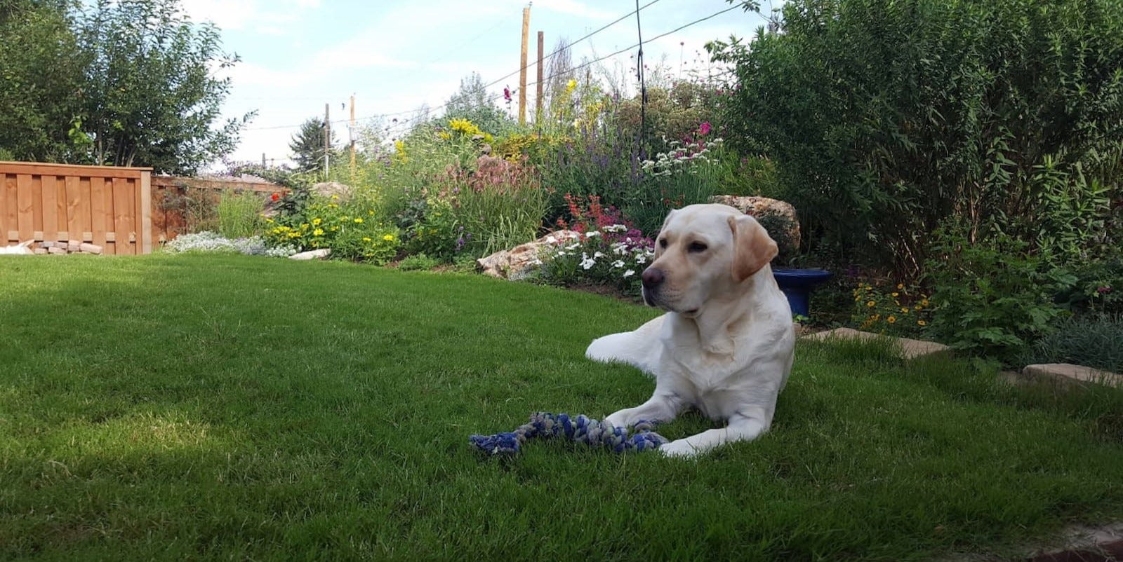 Our customer chose low-growing, drought-tolerant DogTuff Grass for their yard, giving their dog space to play next to the perennial garden.