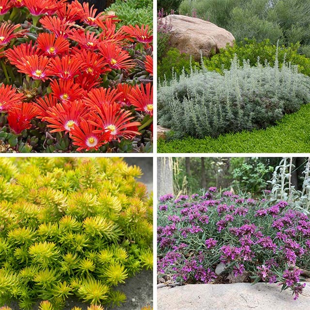 Drought Resistant Groundcover Collection