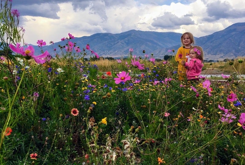 Kids enjoying a wildflower meadow with a beautiful mountainscape in the background.