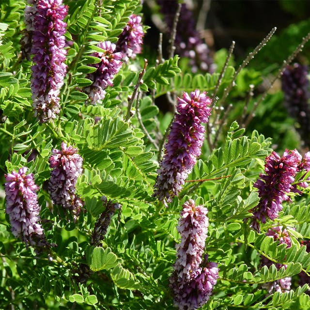 Dwarf Leadplant (Amorpha)