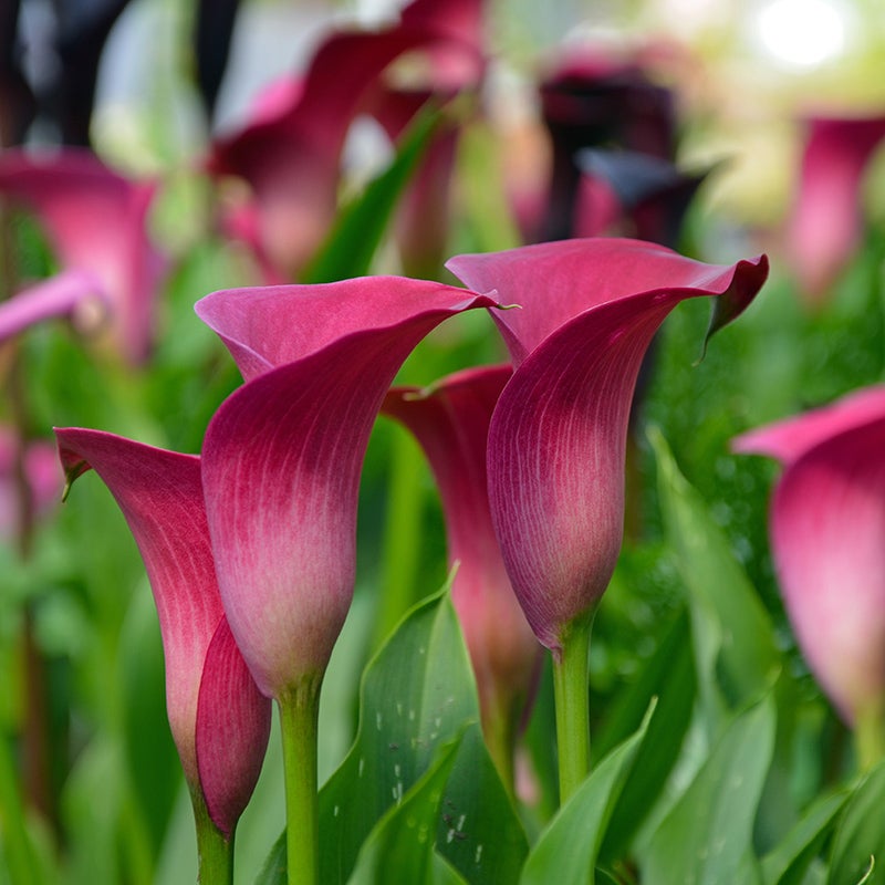 Calla Lily Dynasty
