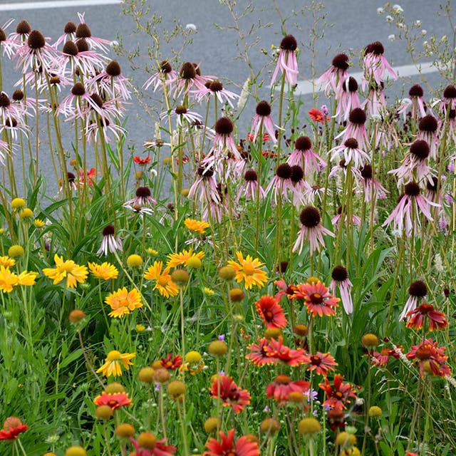 Eastern Xeriscape Wildflower Seed Mix