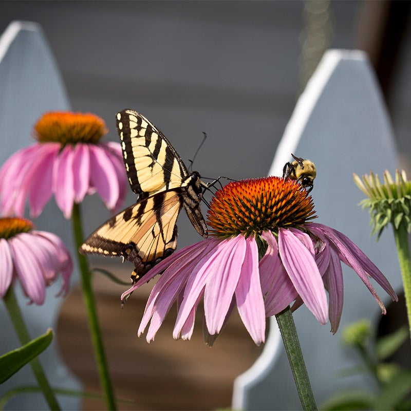 Purple Echinacea purpurea Seeds, Echinacea purpurea, Purple Coneflower Seeds