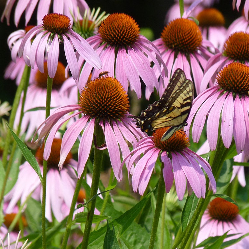 Purple Echinacea purpurea Seeds, Echinacea purpurea, Purple Coneflower Seeds